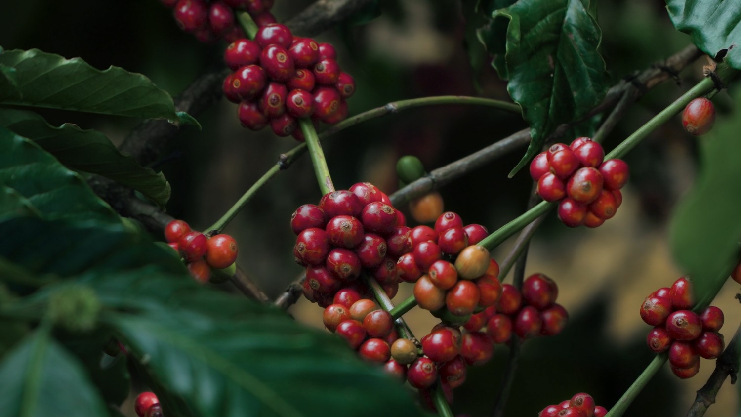 Coorg coffee experience at Coorg Wilderness Resort and Spa