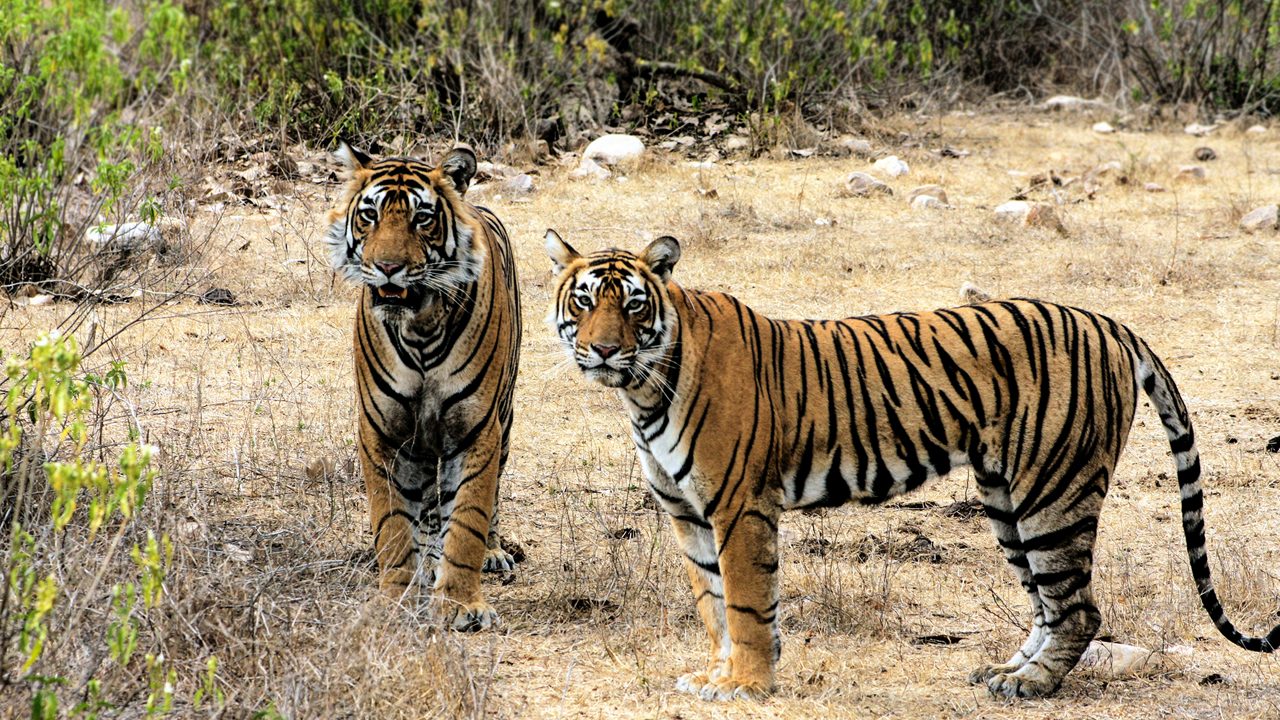 Rajasthan wildlife sanctuary landscape