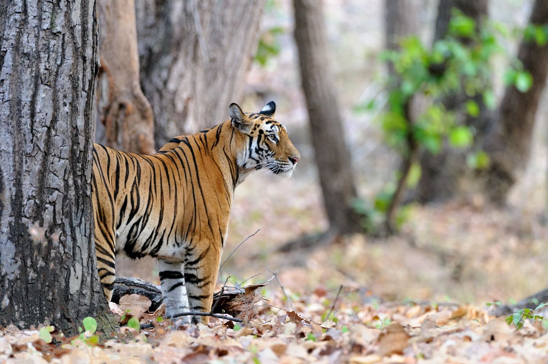 Kanha National Park meadows and forests