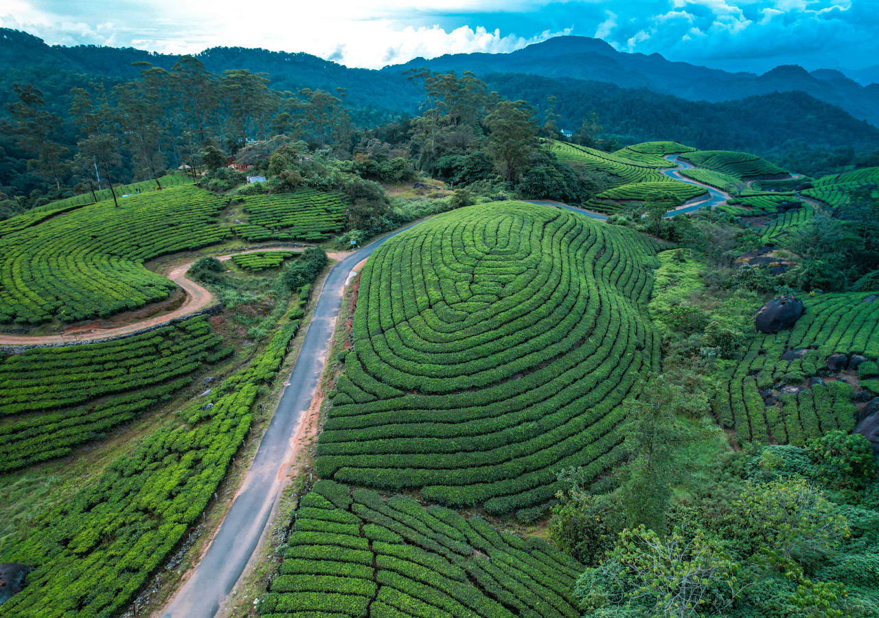 Tea gardens of Munnar