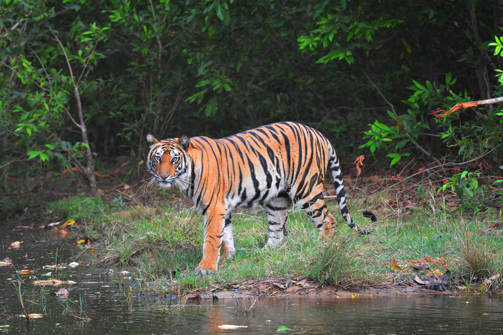 Satpura National Park safari