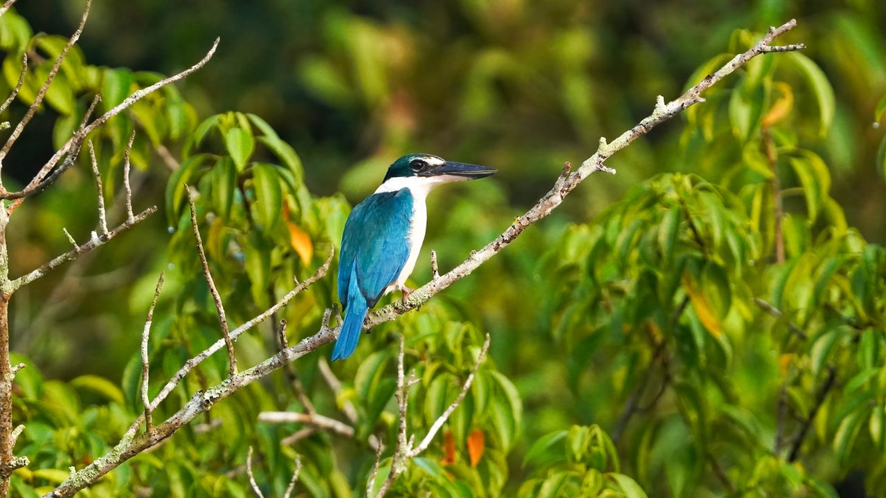 Gahirmatha Marine Sanctuary and wildlife