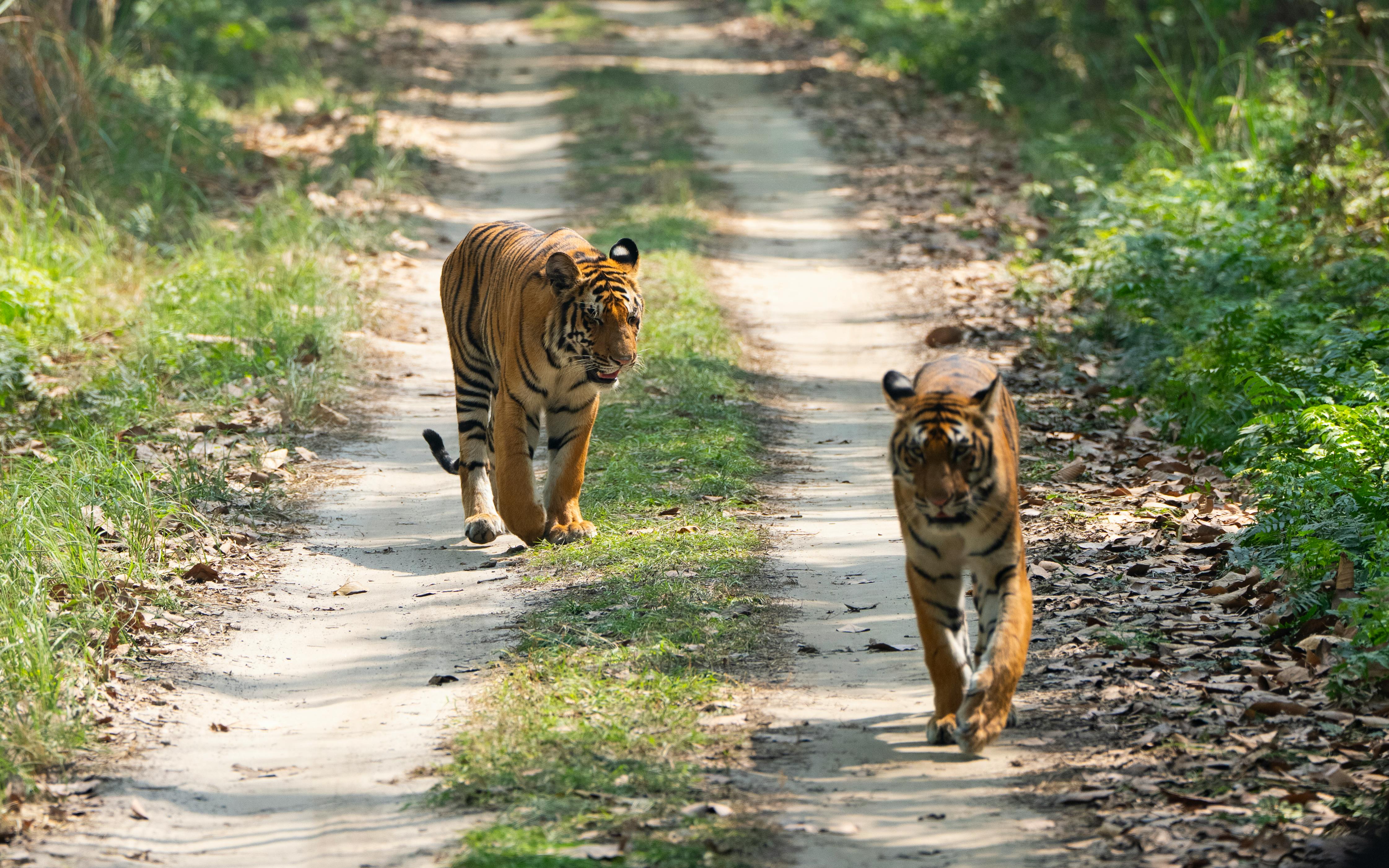 Wildlife safari boat in Sundarban waters