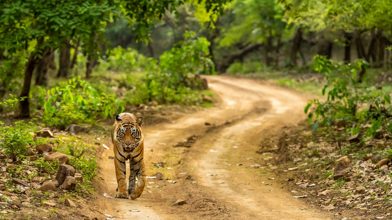 Tiger safari in Ranthambore