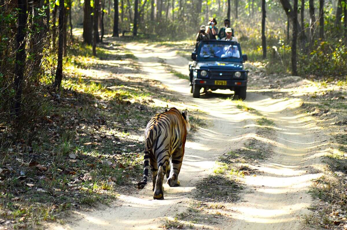 Denwa Backwaters wildlife habitat