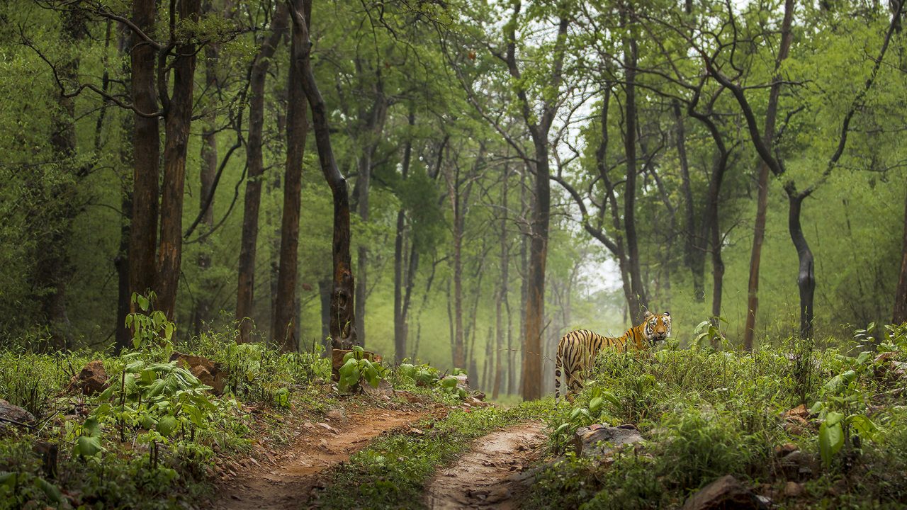 Wildlife safari in Maharashtra tiger reserves