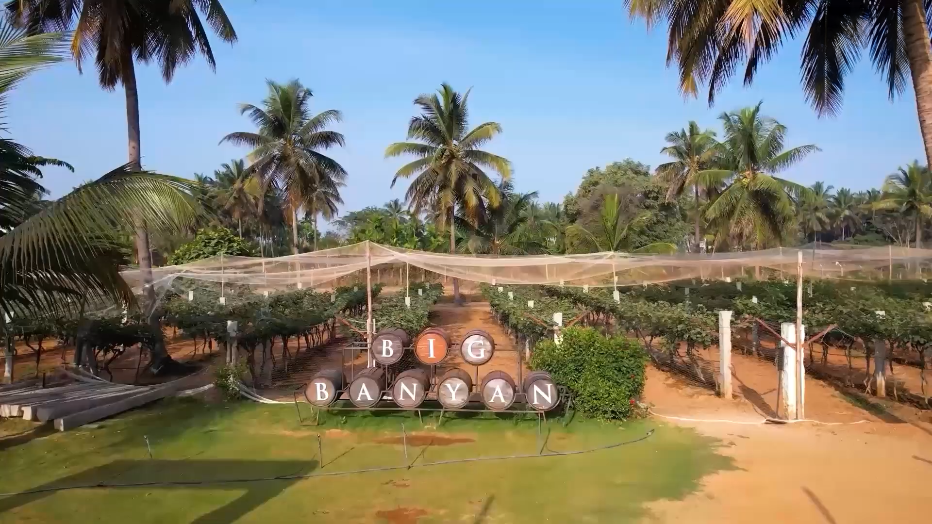 Lush vineyard at Big Banyan with rolling hills of Karnataka