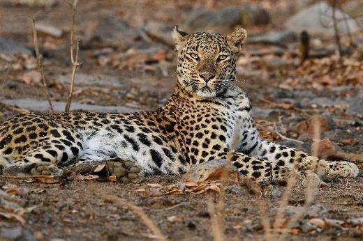 Satpura National Park wildlife and forest landscape