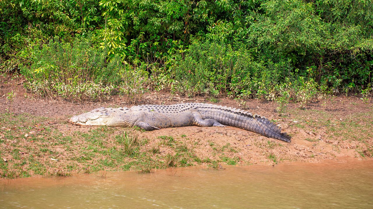 Bhitarkanika National Park mangrove wetlands and crocodile habitat