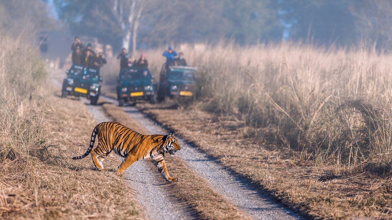 Jim Corbett National Park wildlife and forests in Uttarakhand