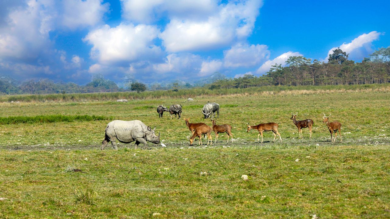 Kaziranga National Park wildlife and grasslands in Assam