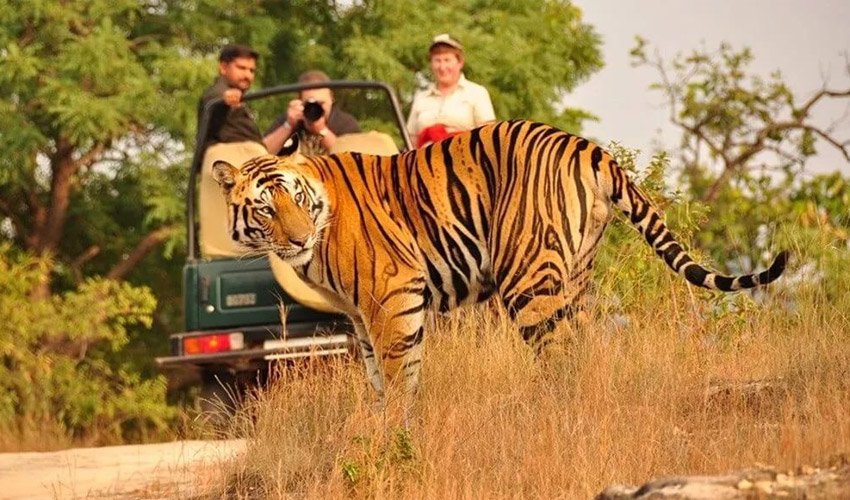 Panna National Park wildlife and Ken River landscape