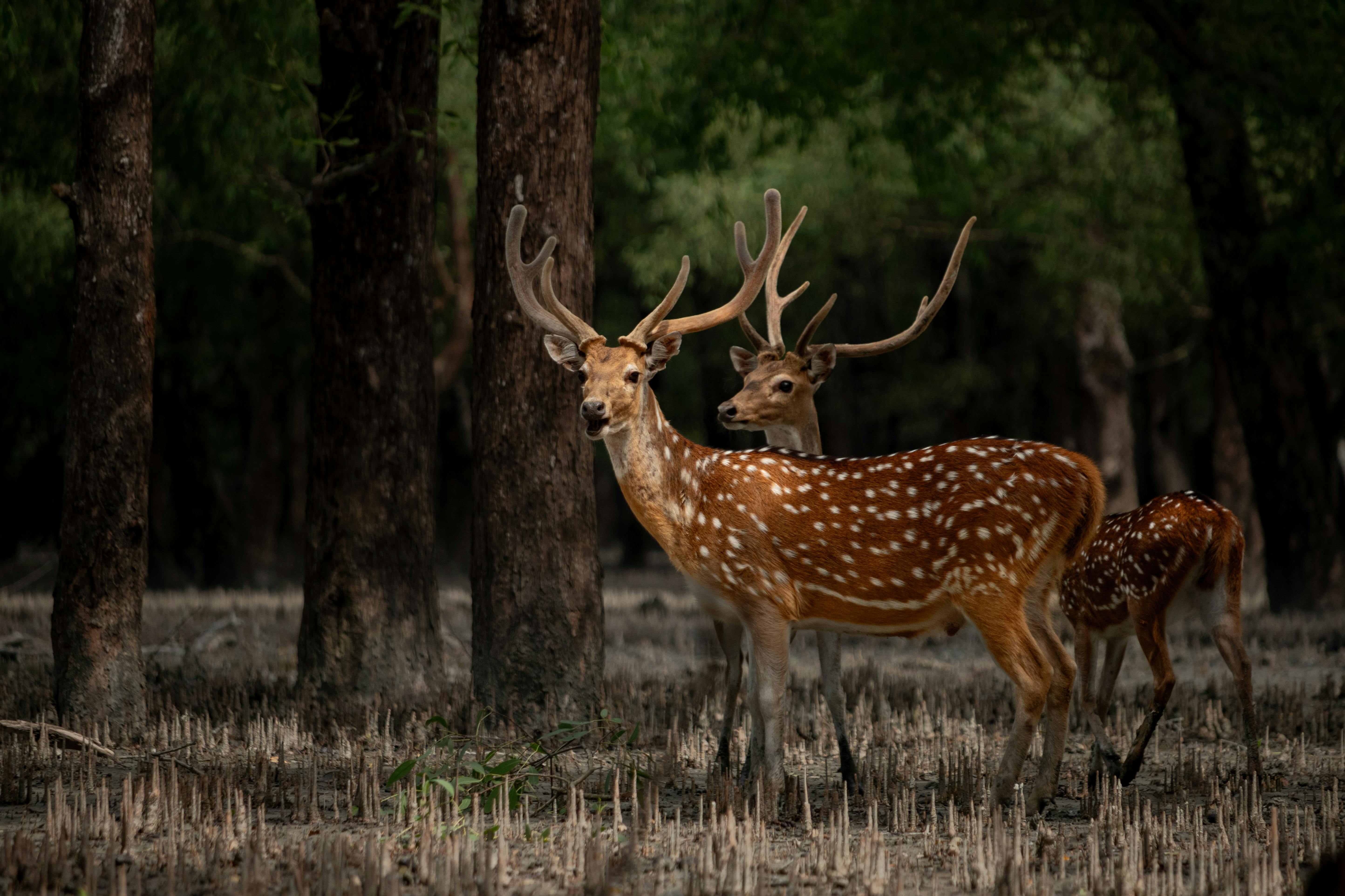 Bengal tiger in Sundarban mangrove forests