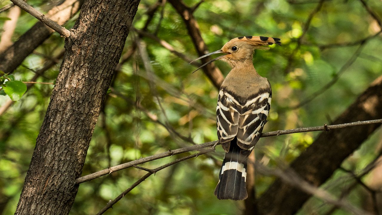 Ranthambore National Park tiger safari landscape