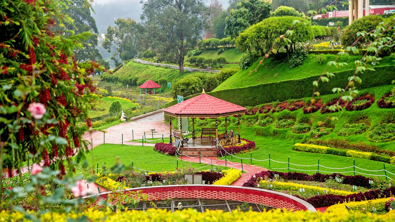 Rose gardens and misty hills of Ooty, Nilgiris Tamil Nadu