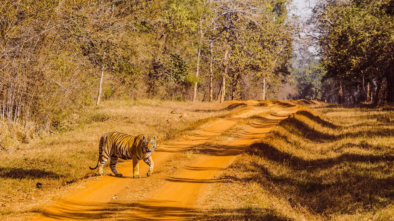 Tiger in the dry deciduous forests of Tadoba National Park